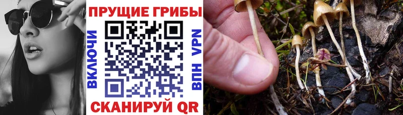 где можно купить наркотик  Туринск  shop клад  Псилоцибиновые грибы мухоморы 